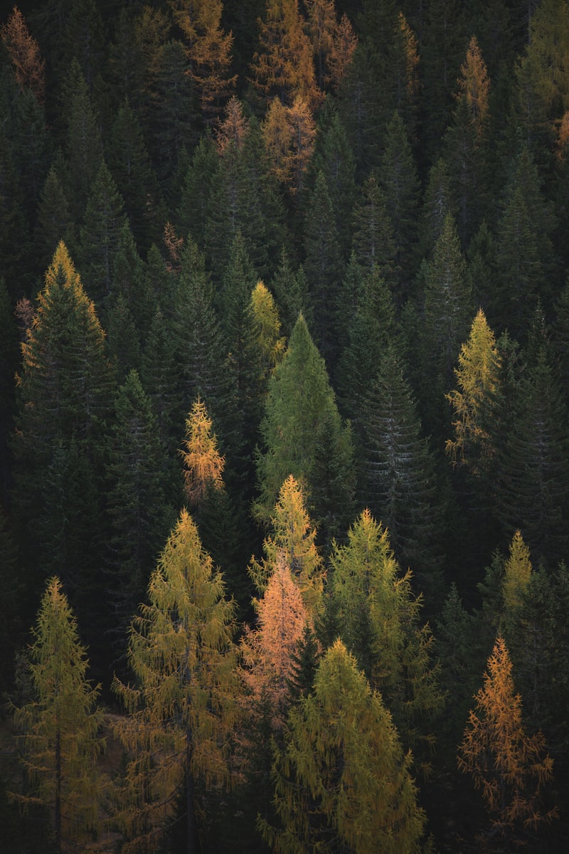 Alaska