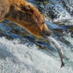 Alaska Rainbow Lodge Alaska fishing lodge image4
