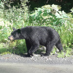 Alaskan Angling Adventures Alaska fishing lodge image24
