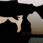 Alaskan Adventures Alaska fishing lodge image1