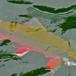 Alaskan Adventures Alaska fishing lodge image9