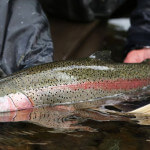 Alaska’s Gold Creek Lodge Alaska fishing lodge image4