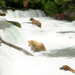 Alaska’s Gold Creek Lodge Alaska fishing lodge image20