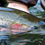 Alaska’s Gold Creek Lodge Alaska fishing lodge image14