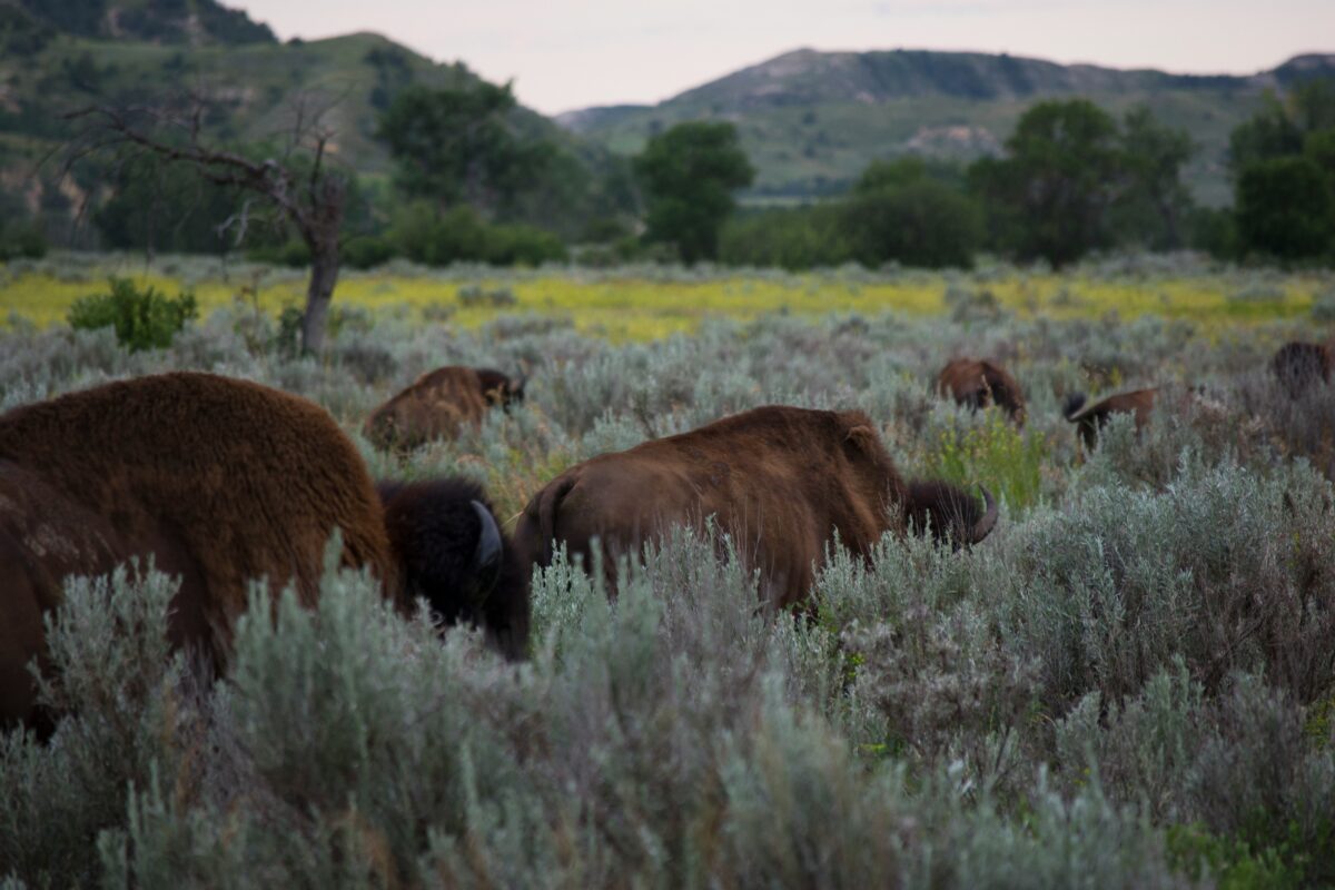 Bison in a field, South Dakota. Photo by Alex Moliski