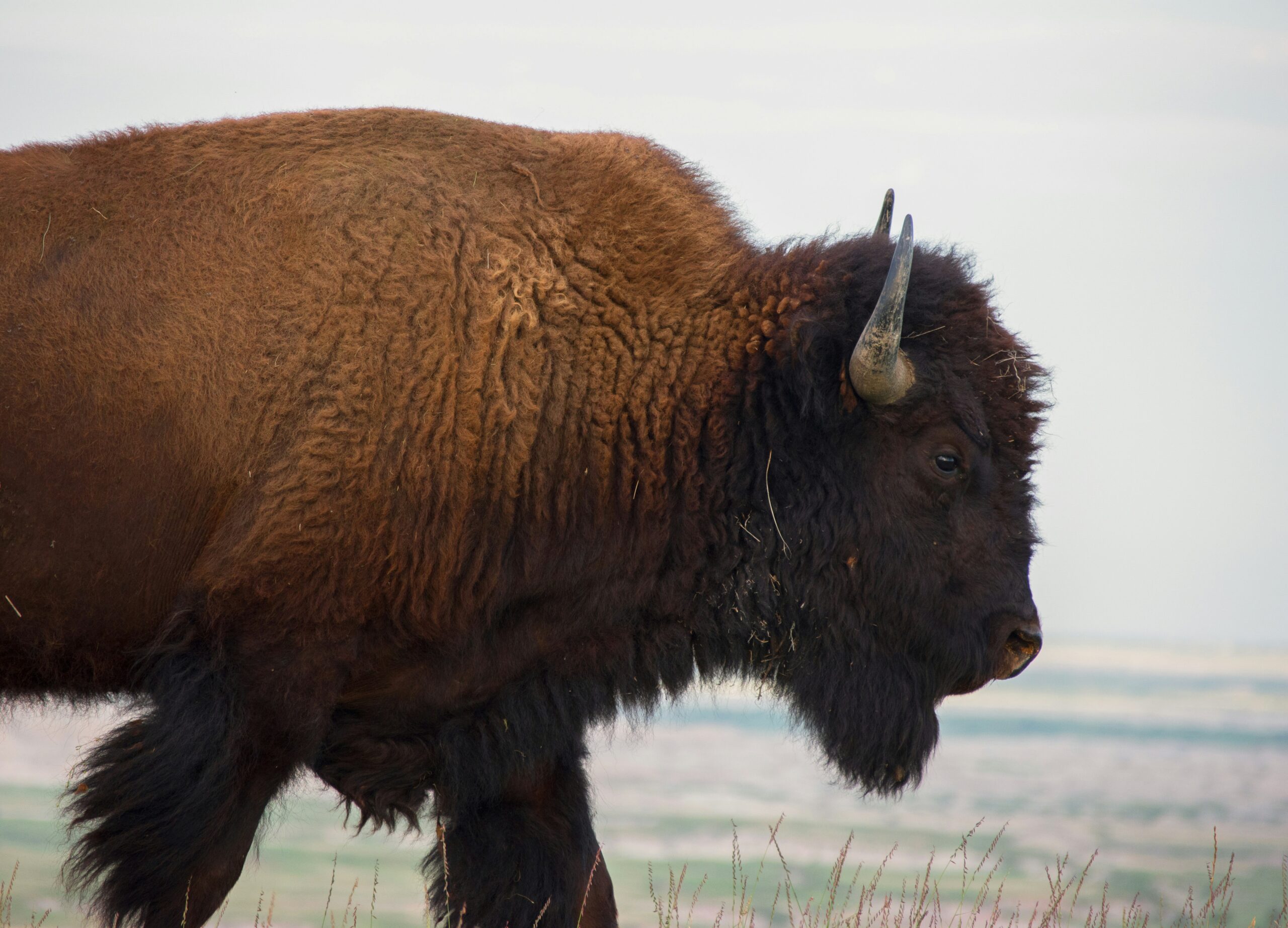Buffalo in South Dakota. Photo by Alex Moliski