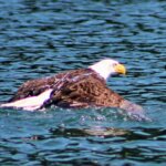 Anderson Lodge Alaska Alaska fishing lodge image20