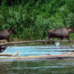 Aniak Three Rivers Lodge Alaska fishing lodge image16