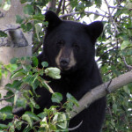 Aniak Three Rivers Lodge Alaska fishing lodge image15