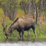 Aniak Three Rivers Lodge Alaska fishing lodge image5