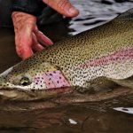 Alaska Rainbow Adventures Alaska fishing lodge image31
