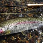 Alaska Rainbow Adventures Alaska fishing lodge image32