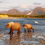 Alaska Rainbow Adventures Alaska fishing lodge image42