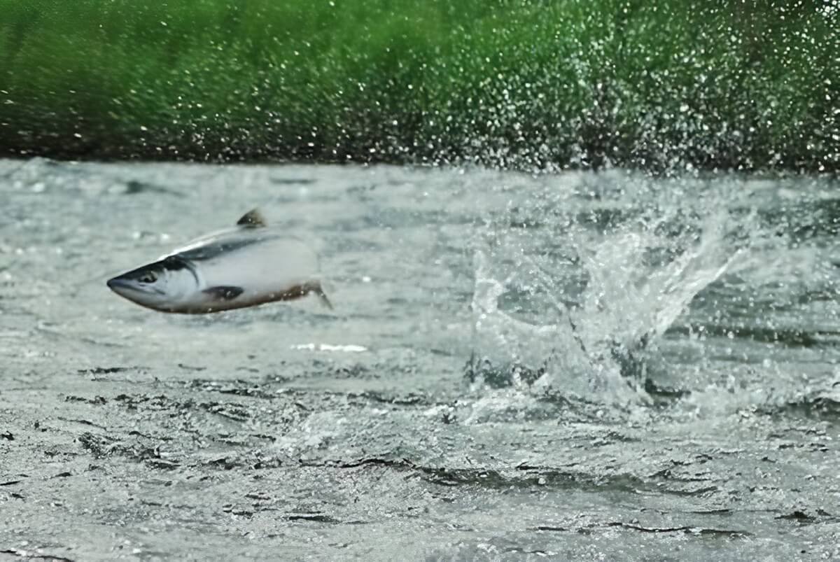 Salmon river fishing Alaska