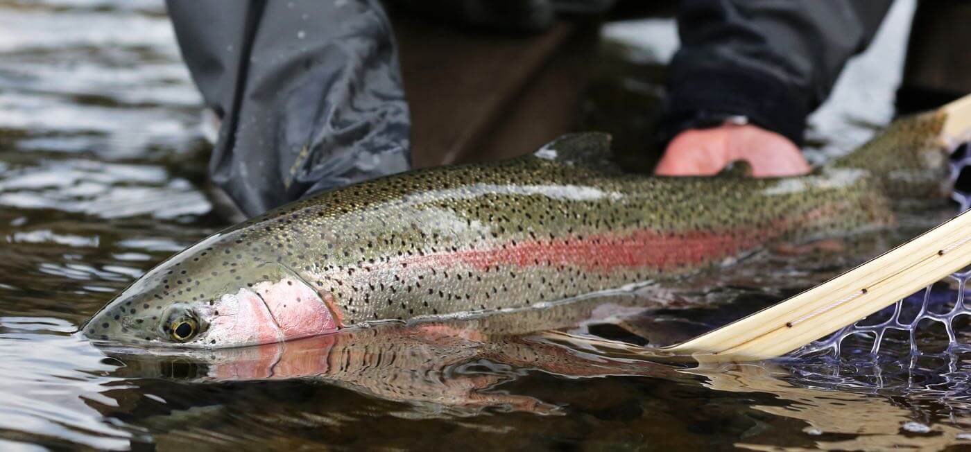 Interior Fraser Steelhead - Province of British Columbia