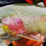 Kenai River Recon Alaska fishing lodge image30