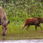 Bristol Bay Adventures Alaska fishing lodge image7