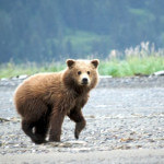 Bristol Bay Adventures Alaska fishing lodge image6