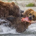 Bristol Bay Sportfishing Alaska fishing lodge image13
