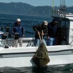 Cartwright Sound Charters BC fishing lodge image3