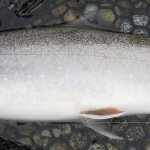 Chulitna Lodge Wilderness Retreat Alaska fishing lodge image9
