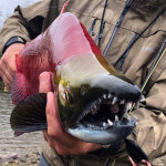 FishHound Expeditions Alaska fishing lodge image6
