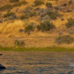 Grindstone Lakes Oregon fishing lodge image6