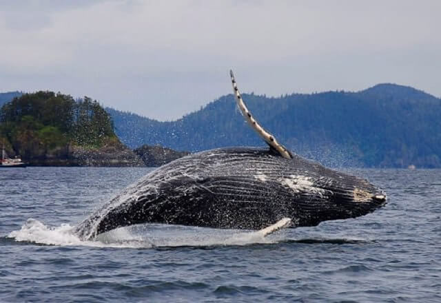 A whale seen from a boat for a fishing lodge in Haida Gwaii