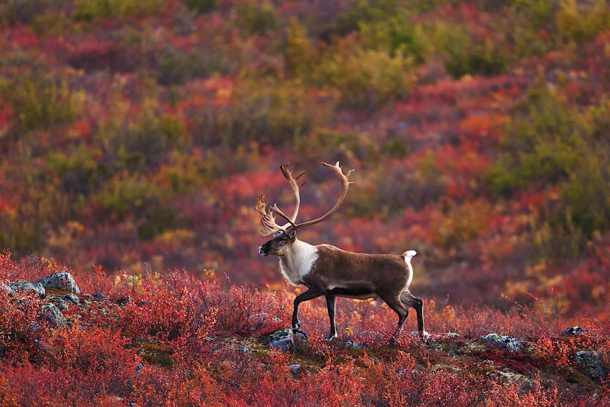 Dream Destinations: In the Northwest Territories of Canada, Look for Aylmer Lake Lodge 1 northwest territories canada