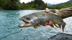 Fishing for trout on the Kenai river