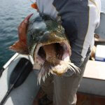 Kluane Wilderness Lodge Yukon fishing lodge image7