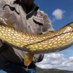 Kluane Wilderness Lodge Yukon fishing lodge image1