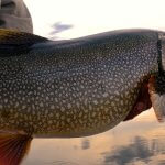 Kluane Wilderness Lodge Yukon fishing lodge image6