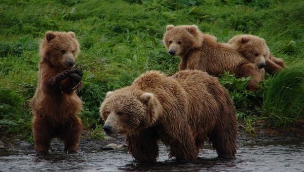 Sportfishing on Kodiak Island, Alaska 5