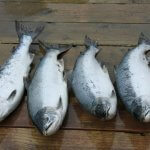 Majestic Eagle Lodge Alaska fishing lodge image8