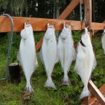 Majestic Eagle Lodge Alaska fishing lodge image5