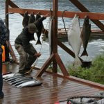 Majestic Eagle Lodge Alaska fishing lodge image4
