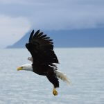 Naukati Bay Adventures Alaska fishing lodge image15