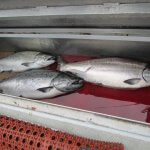 Naukati Bay Adventures Alaska fishing lodge image33