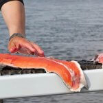 Nushagak King Salmon Safari Alaska fishing lodge image11