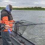 Nushagak King Salmon Safari Alaska fishing lodge image10