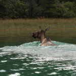 Deep Creek Lodge BC fishing lodge image26