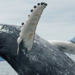 Queen Charlotte Safaris BC fishing lodge image19