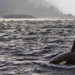 Queen Charlotte Safaris BC fishing lodge image10