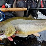Rainbow King Lodge Alaska fishing lodge image55