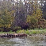 Rainbow King Lodge Alaska fishing lodge image40