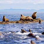 Rainbow King Lodge Alaska fishing lodge image39