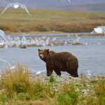 Rainbow King Lodge Alaska fishing lodge image26
