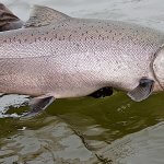 Rainbow King Lodge Alaska fishing lodge image18