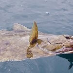 Rainbow King Lodge Alaska fishing lodge image16